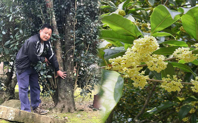 Loài cây có nhiều ở Việt Nam nhưng giá bạc tỷ, đại gia sẵn lòng vác bao tải tiền, gán thêm ô tô để mua Ảnh 2