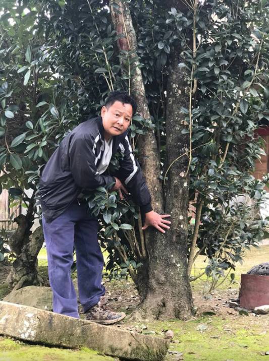 Một cây mộc hương lâu năm được bán với giá tiền tỷ