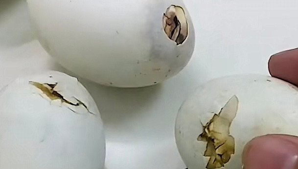 Những quả trứng đã bắt đầu gõ miệng chui ra.