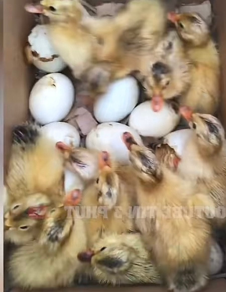 Những chú vịt con chính thức chào đời.