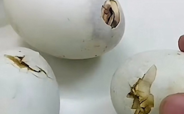 Mẹ gửi trứng vịt lộn cho ăn, thanh niên ra chợ mua rau răm và cái kết bất ngờ Ảnh 2