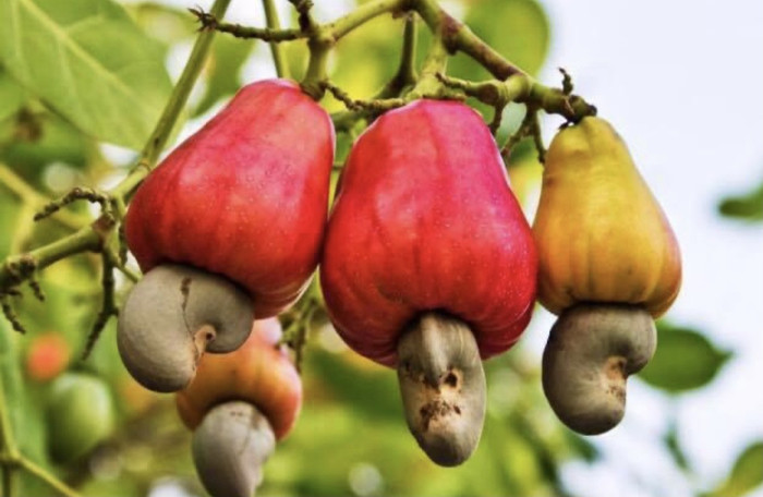 Cây điều được trồng nhiều ở các tỉnh như: Bình Phước, Gia Lai, Đồng Nai...