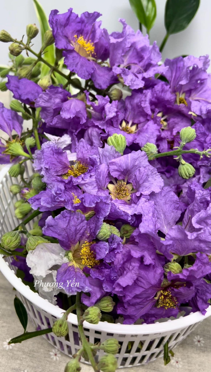 Những cánh hoa bằng lăng tím mộng mơ