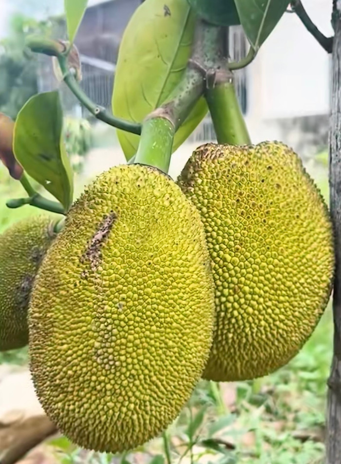 Không thấy quả mít trên cây, cô gái check camera thì phát hiện thủ phạm Ảnh 1