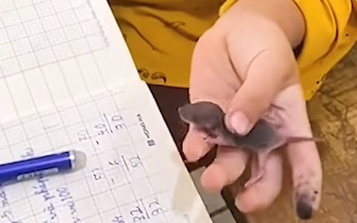 Mua chuột con bỏ vào cặp nuôi, cậu bé rơi nước mắt khi bị cô giáo bắt phóng sinh Ảnh 2