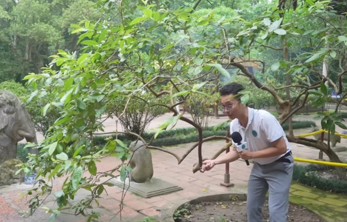 Cây ổi cười là một hiện tượng rất lạ kỳ tại địa phương.