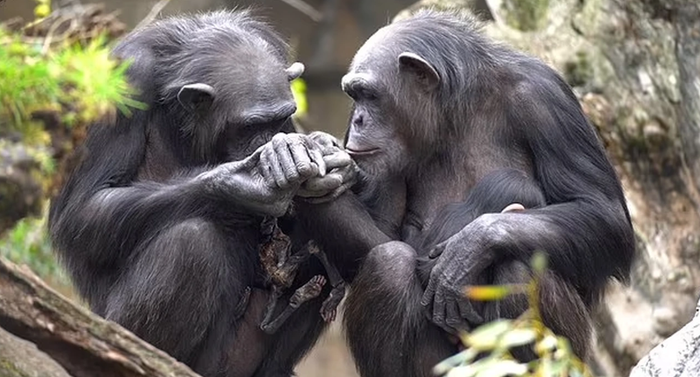 Tinh tinh là một loài động vật có sự gắn kết đặc biệt của các thành viên trong gia đình.