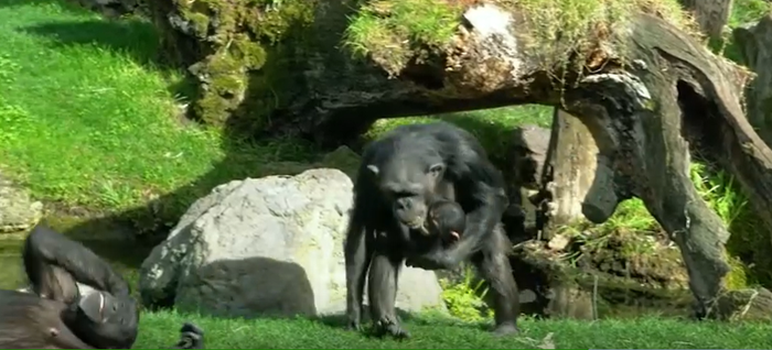 Tinh tinh mẹ vẫn ôm chặt con suốt 3 tháng dù con đã lìa đời từ lúc mới sinh.