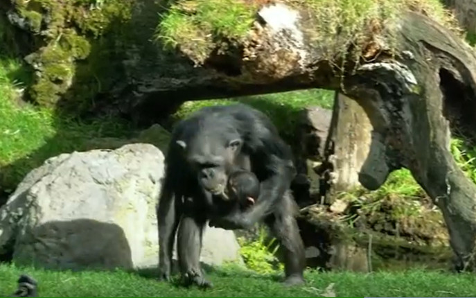 Tinh tinh con đã lìa đời từ lúc mới sinh nhưng được mẹ ôm 3 tháng không rời Ảnh 2