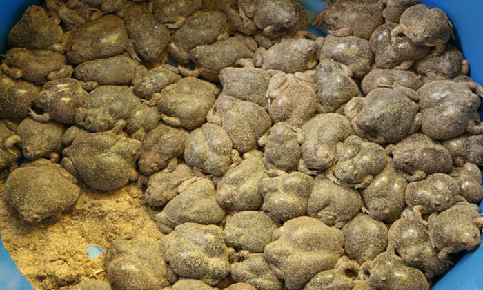 Ếch òn chỉ xuất hiện 1 mùa duy nhất trong năm.