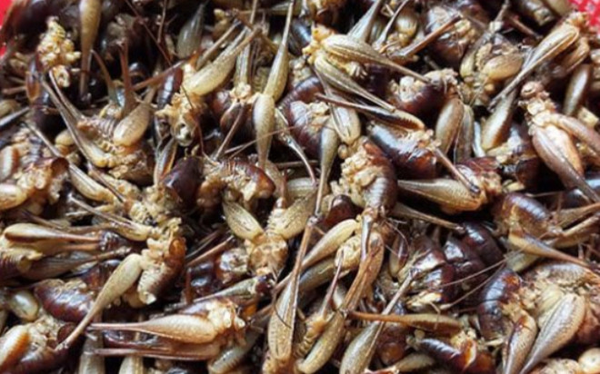 Đặc sản độc nhất chỉ có ở Lạng Sơn, ít người được thưởng thức vì hiếm có, 500.000 đồng/kg Ảnh 2