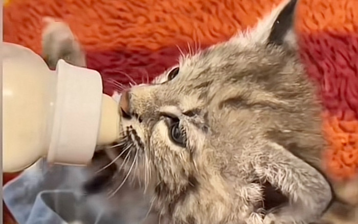 Giải cứu linh miêu mắc kẹt khỏi bẫy của thợ săn, cô gái nhận được món quà đặc biệt Ảnh 2