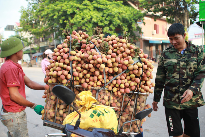 Hiện tại mới vào mùa vải u hồng, tại các huyện Lục Ngạn, Lục Nam (tỉnh Bắc Giang), người dân đã bắt đầu thu hoạch vải chín, để mang đến bán tại các chợ đầu mối từ tờ mờ sáng.