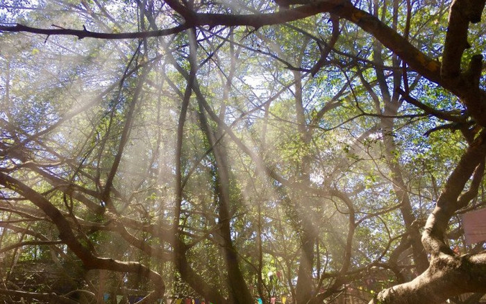 Cây huyền bí có hơn 1000 bộ rễ, vào bên trong giống như lạc mê cung Ảnh 2