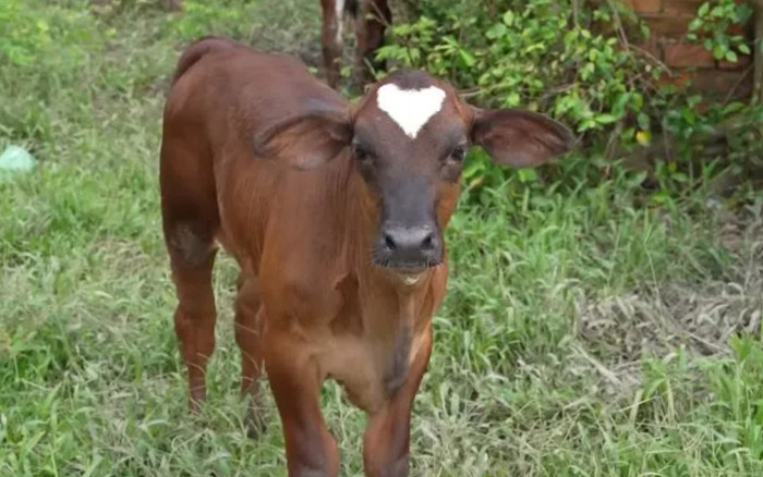 Chú bò có vết bớt hình trái tim, thích nghe người nói chuyện ở Long An gây sốt Ảnh 2