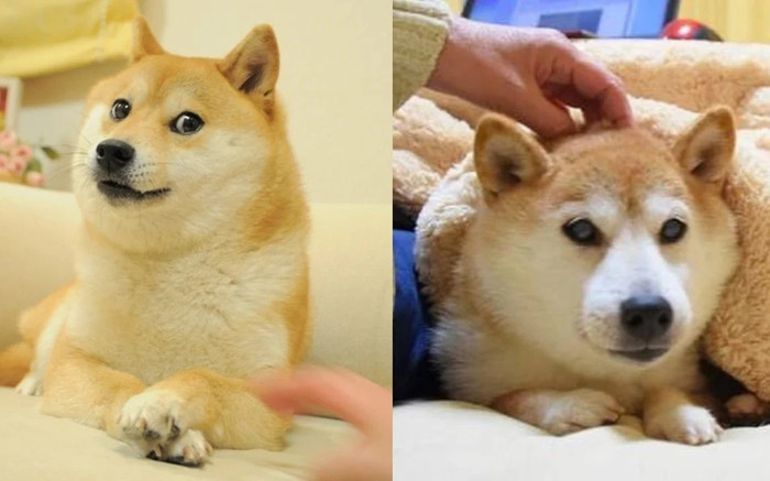 Chú chó Kabosu nổi tiếng nhất mạng xã hội qua đời Ảnh 2