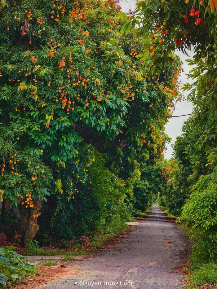 Những cây vải ở đây được trồng thành hàng lối gọn gàng, nổi bật với sắc đỏ rực rỡ của những chùm vải chín mọng, chín vàng, tạo nên khung cảnh thật nên thơ.