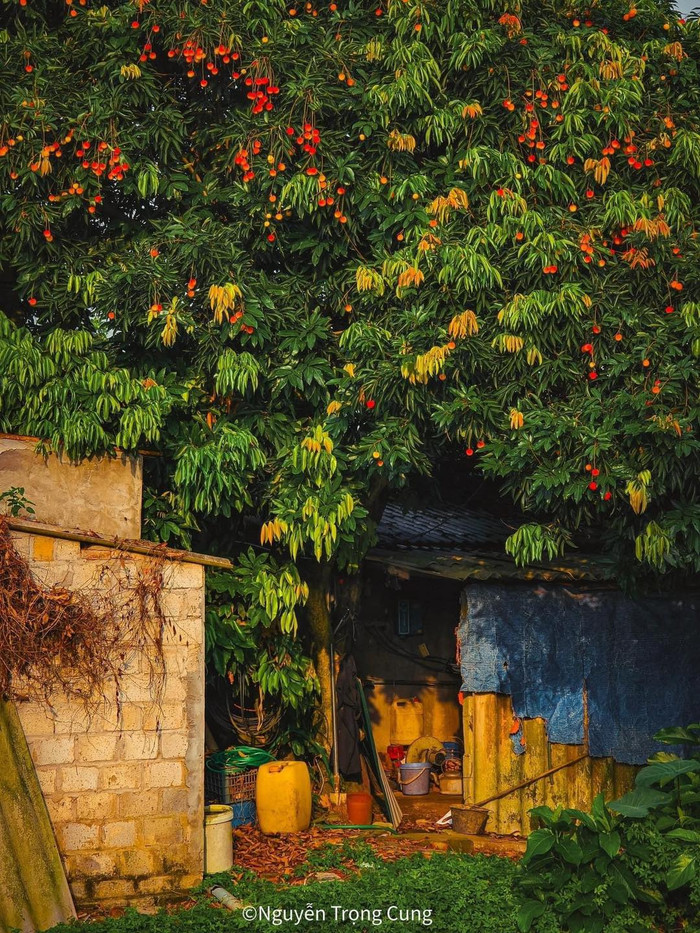 Mới đây, nhiều diễn đàn mạng xã hội đã và đang chuyền tay nhau loạt hình ảnh về mùa vải chín ở Thái Bình. Bộ ảnh do bạn trẻ Nguyễn Trọng Cung thực hiện 