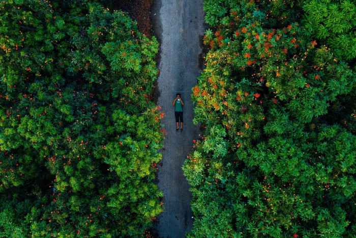 Mùa hè đến cũng là lúc các vườn vải miền Bắc chín đỏ mọng, bà con náo nức bước vào vụ thu hoạch. 