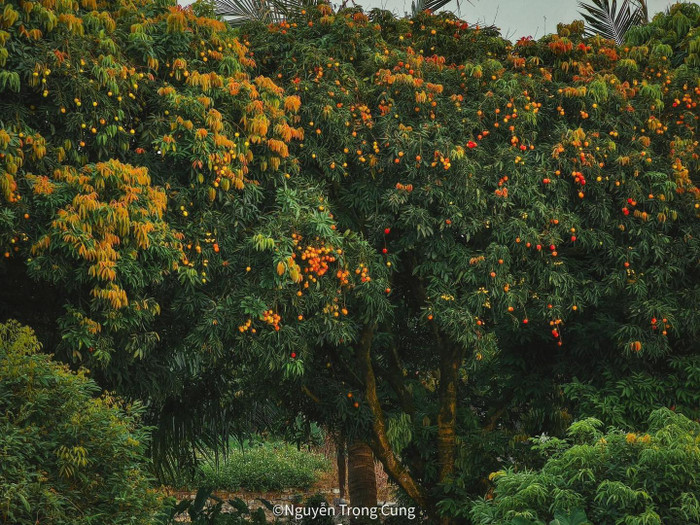Vườn trồng vải u trứng, khi chín trái to gần bằng quả trứng gà, dày cơm, ngọt đượm được nhiều người yêu thích. 