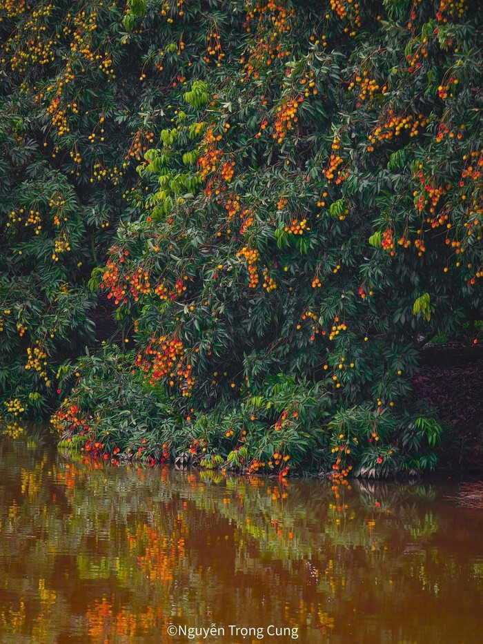 Qua những hình ảnh được chia sẻ trên mạng xã hội, ai nấy đều phải xuýt xoa với màu ảnh vườn vải đẹp như trong truyện cổ tích