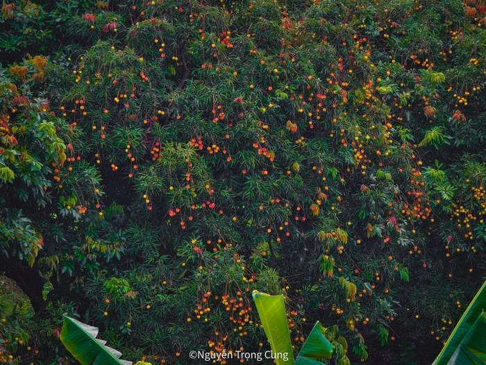 Nhìn cảnh đẹp mê mẩn thế này, có lẽ nhiều người sẽ bất giác muốn 'bỏ phố về quê', tận hưởng cảm giác thanh bình, yên ả.