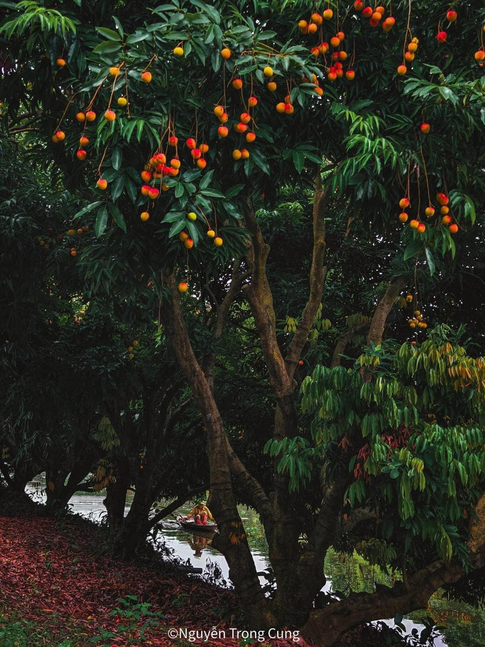 Hàng cây vải chín mọng bên cạnh dòng sông yên ả