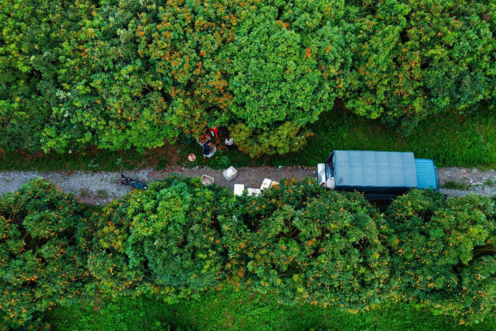 Được biết, so với năm ngoái, lượng vải thu được không bằng năm ngoái, tuy nhiên, giá bán cao nên bà con cũng phần nào phấn khởi