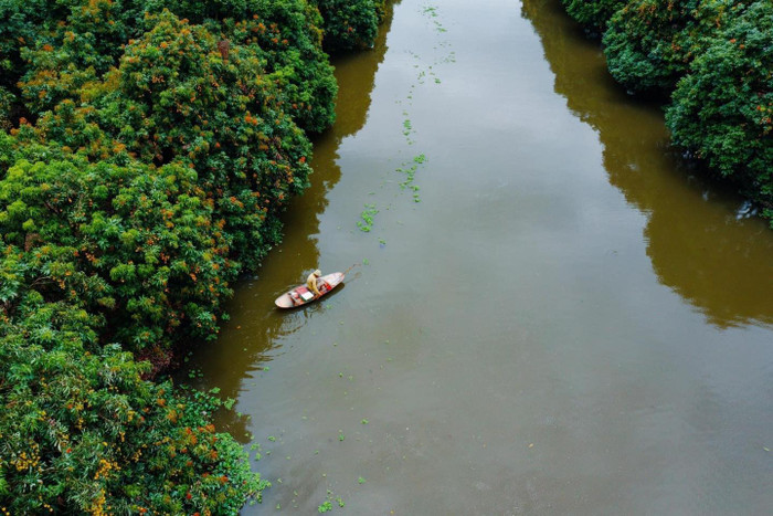 Cả khúc sông được tô điểm bởi màu đỏ hồng của vải. 
