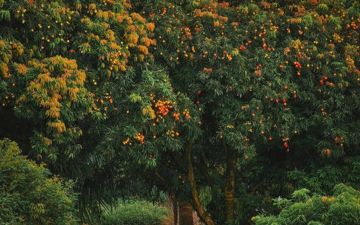 Đẹp như cổ tích mùa vải chín ở Thái Bình Ảnh 2