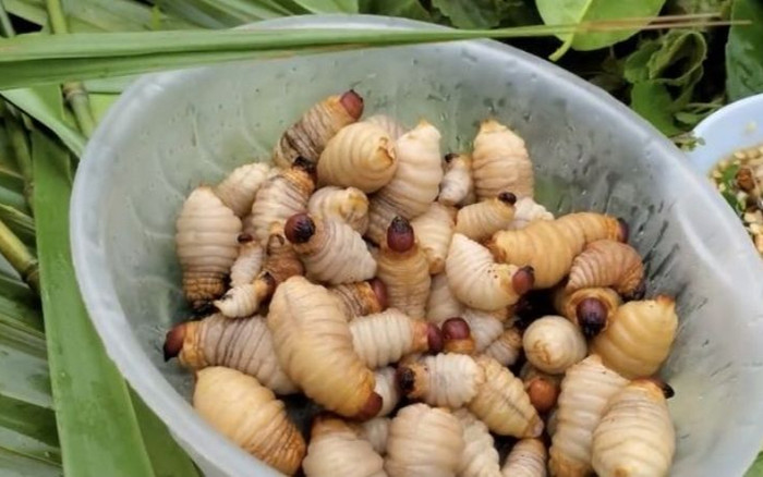 Đặc sản nhung nhúc đáng sợ nhưng ăn một lần sẽ nhớ mãi Ảnh 2