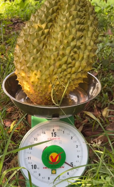 Cô gái bổ quả sầu riêng nặng hơn 5kg, dân tình ngỡ ngàng khi thấy bên trong Ảnh 1