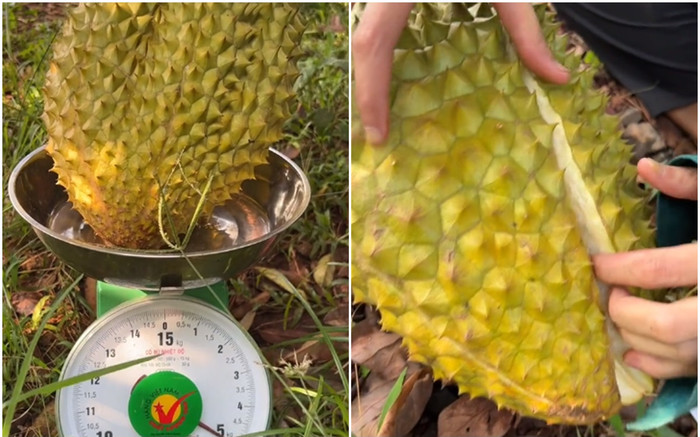 Cô gái bổ quả sầu riêng nặng hơn 5kg, dân tình ngỡ ngàng khi thấy bên trong Ảnh 2