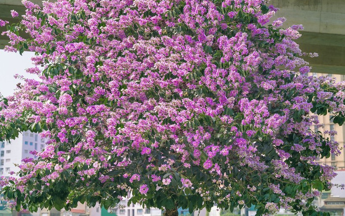 Món ăn từ hoa bằng lăng tím có độc không? Ảnh 2