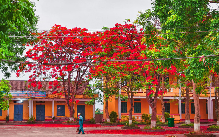 Tháng 5 này, hoa phượng nở rực trời đẹp như tranh vẽ Ảnh 2