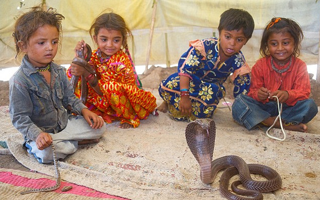 Kỳ dị bộ tộc xem rắn là thú cưng, ăn ngủ chơi đùa với rắn độc không lo bị cắn nhờ phương thức bí truyền Ảnh 2
