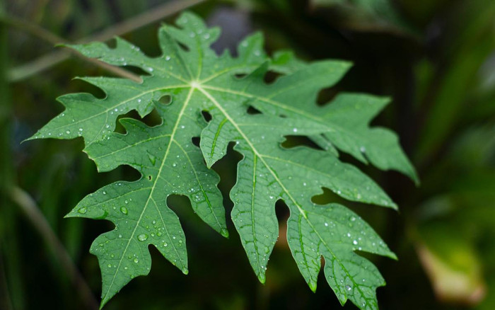 Loại lá mọc đầy trong vườn Việt Nam, ví như 'dược liệu vàng' khi chống ung thư, tốt cho gan thận Ảnh 2