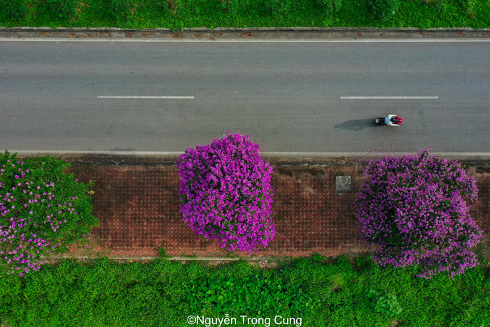 Những cây hoa bằng lăng nở rộ, tím cả khung trời.
