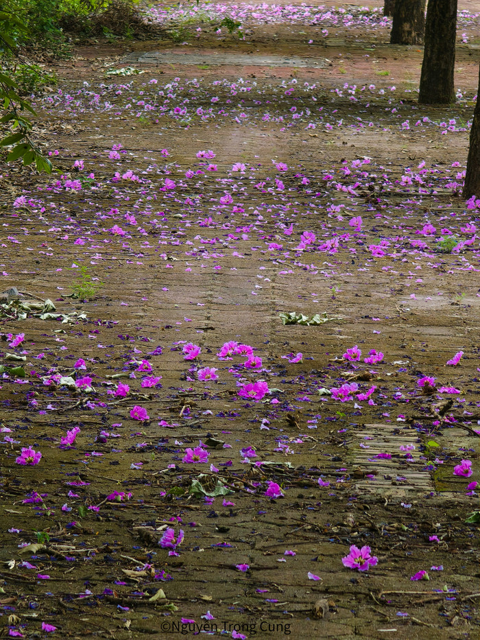 Cánh hoa bằng lăng rụng đầy, tạo nên bức tranh nên thơ.