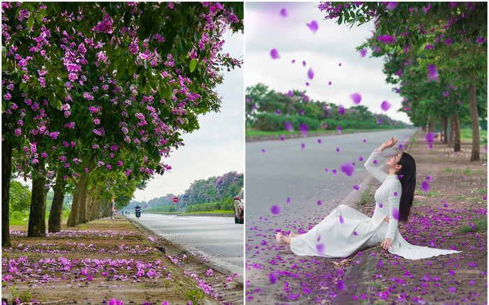 Chiêm ngưỡng vẻ đẹp của hàng cây bằng lăng đẹp nhất Thái Bình Ảnh 2