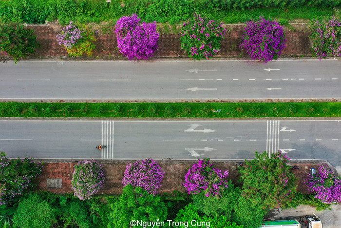 Hai hàng hoa bằng lăng trải dài 2 bên đường, màu tím xen lẫn màu xanh cây cối, tạo nên bức tranh thật đẹp mắt