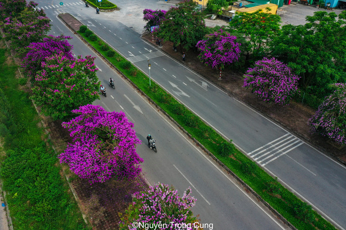 Mới đây, nhiếp ảnh Nguyễn Trọng Cung vừa chia sẻ lên mạng xã hội loạt hình ảnh về con đường hoa bằng lăng tím ở Kiến Xương, Thái Bình đã nhận được nhiều sự quan tâm của cộng đồng mạng.