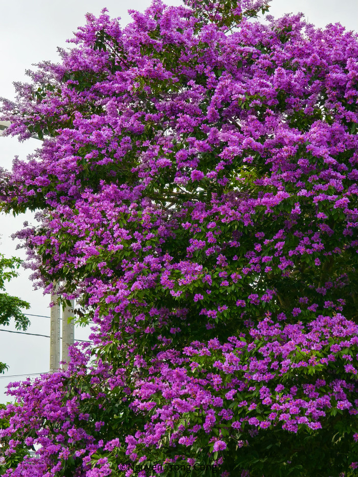 Hoa bằng lăng nở rực rỡ.