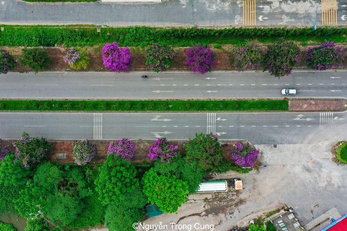 Đây là đoạn đường Trần Hưng Đạo tại tỉnh Thái Bình. Nơi đây với hai hàng bằng lăng đã nở rộ, sắc tím tràn khắp cung đường. 