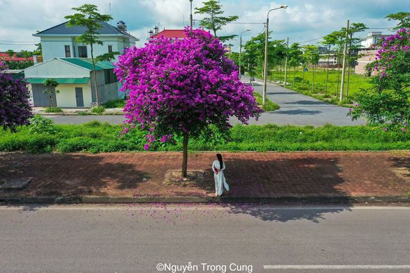 Những ngày tháng 5, hoa bằng lăng tím nở rộ trên khắp nẻo đường. Không bỏ lỡ những khoảnh khắc đẹp đẽ này, ai nấy cũng háo hức đi 'săn' về cho mình bộ ảnh hoa bằng lăng tím thật lung linh.