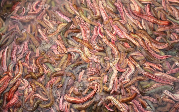 Đặc sản trông ghê sợ được 'săn lùng' ráo riết, muốn mua phải đặt trước gần triệu đồng/kg Ảnh 2