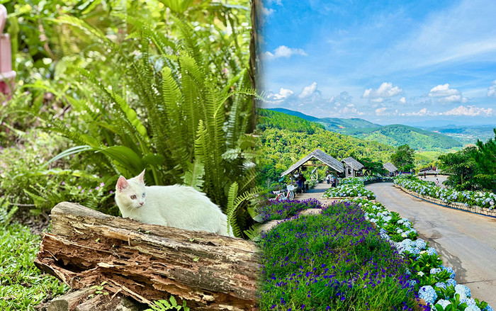 Có một Đà Lạt rất chill để chữa lành nhưng cũng rất ưa mạo hiểm Ảnh 2