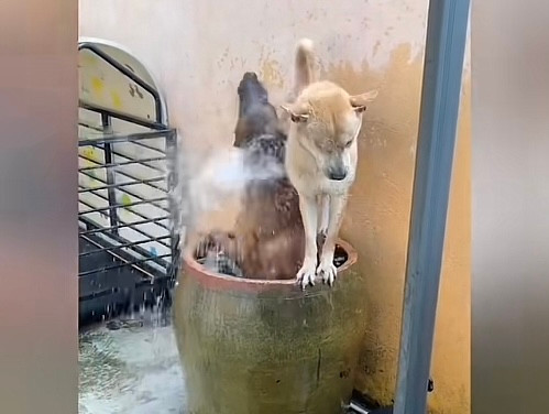 Tắm mát ghê bạn ơi.