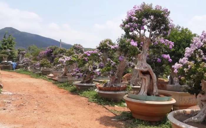 Một góc vườn bằng lăng trăm tỷ ở phố núi.