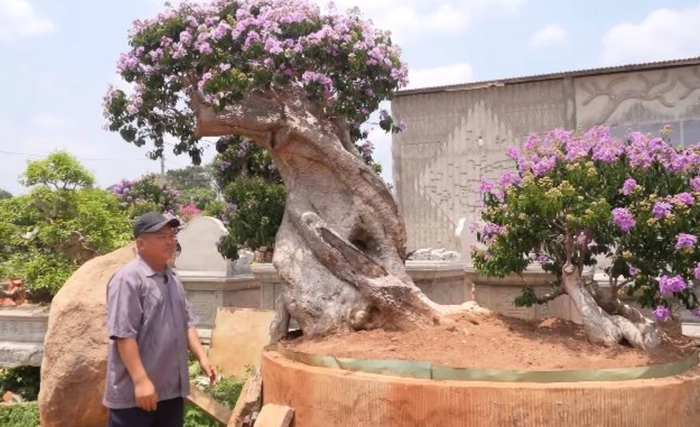 Một cây bằng lăng dáng bonsai tự nhiên, trên ngọn chưa từng có vết cắt.